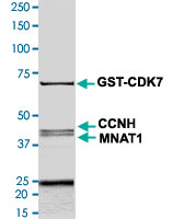 2 &mu;g/lane SDS-PAGE Stained with Coomassie Blue